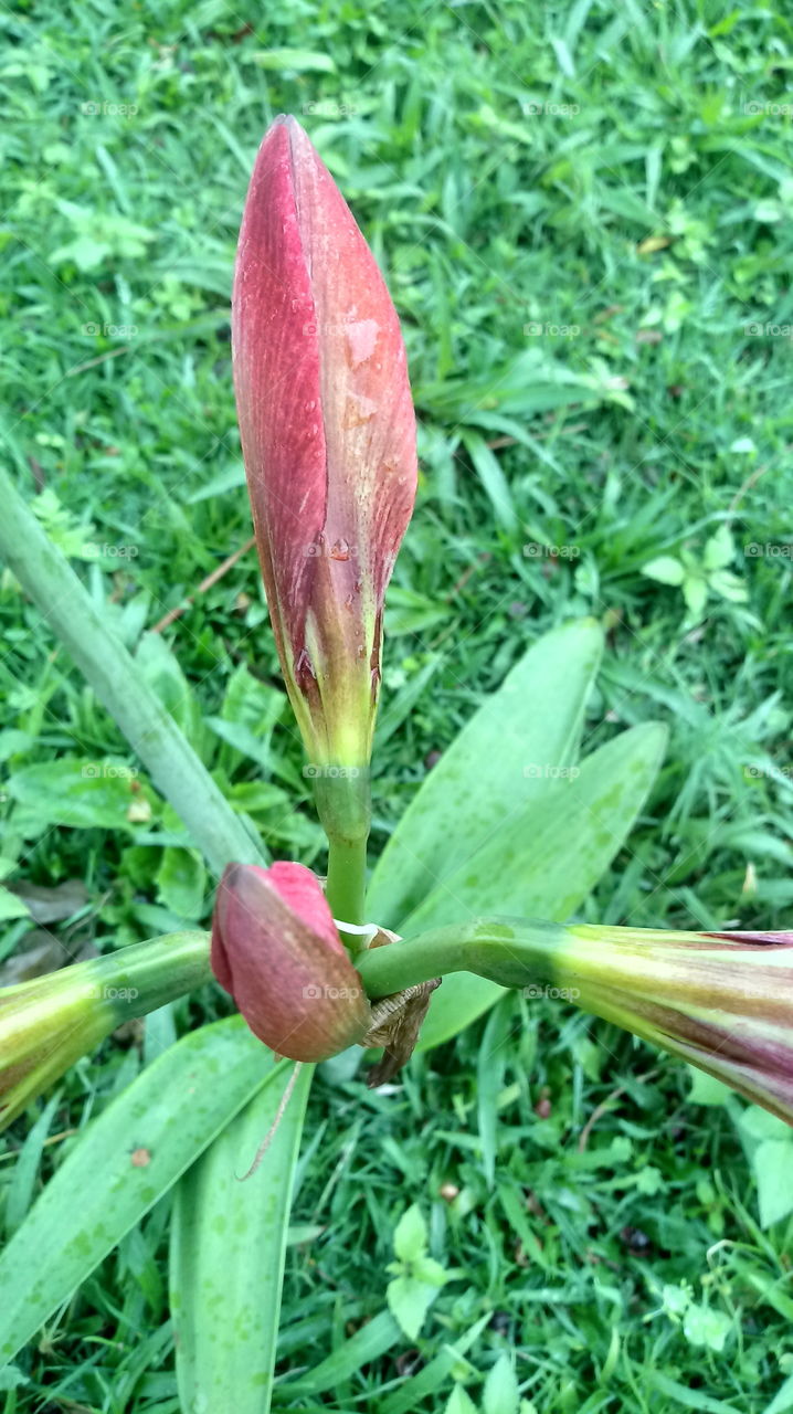 Zìrán, zìrán, huāhuì, huāyuán, huánjìng.