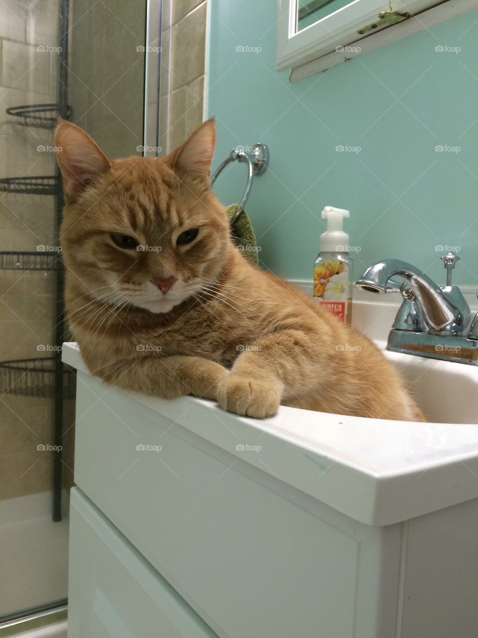 Cat in the sink 