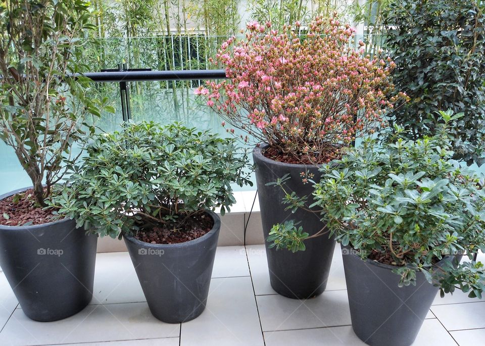 House plant collection