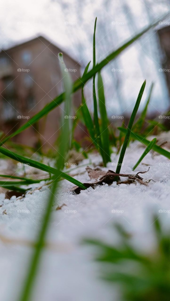 The first snow,autumn,October,green blades of grass, snow on the ground,snow on the grass, street, stone houses,urban landscape