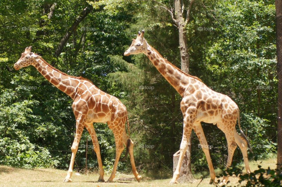 Giraffes following each other