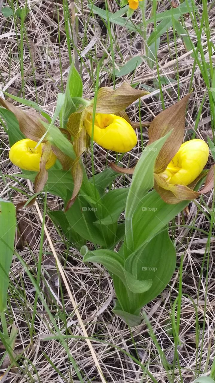 wild lady slipper