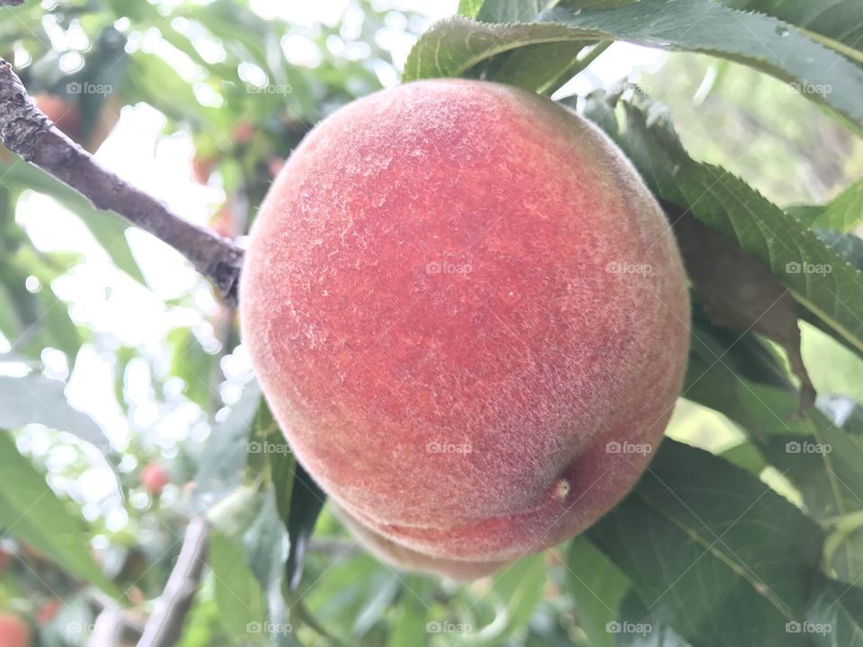 Peach Fruit