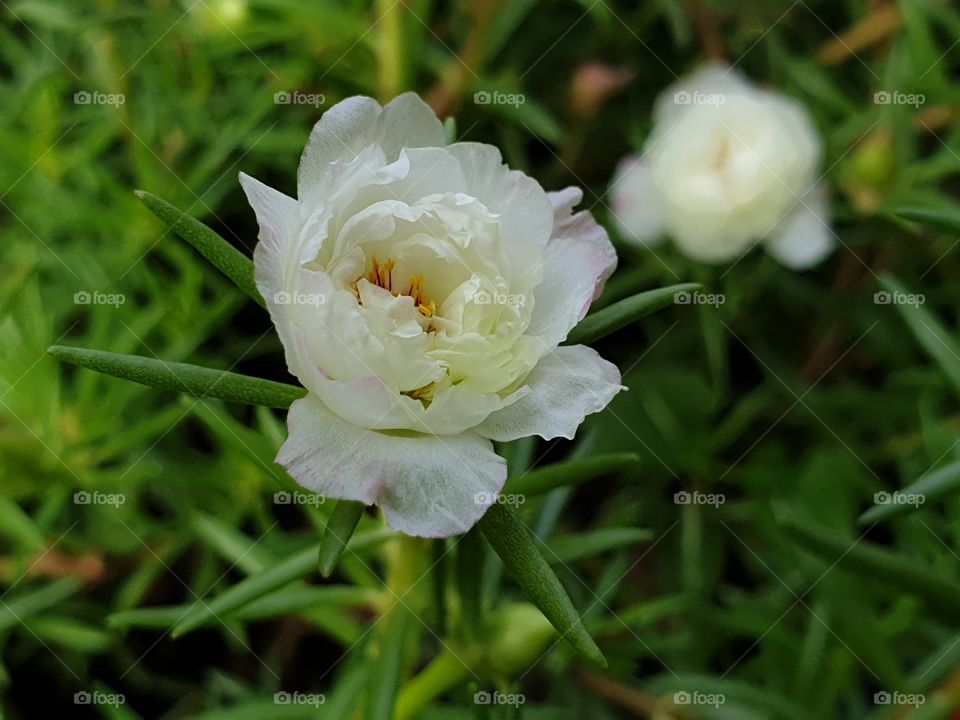 my beautiful Portulaca grandiflora