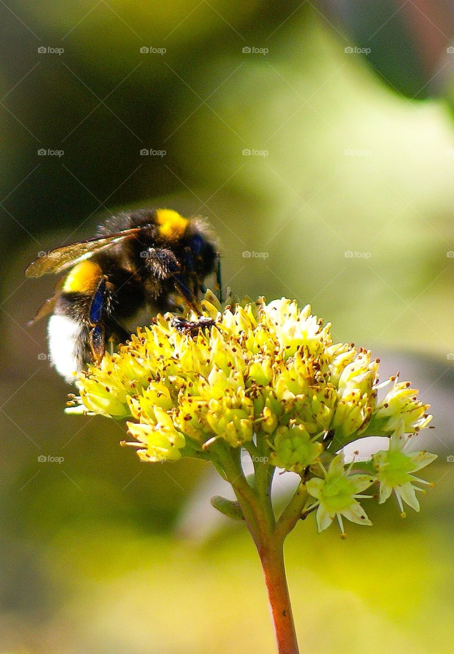 Bumblebee. A close up on a bumblebee