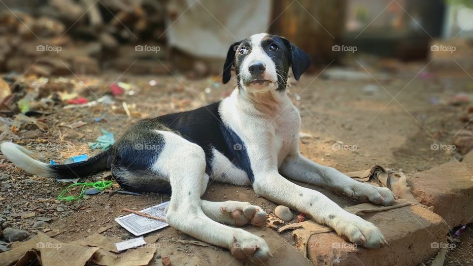 black and white colored fur indian stray dog with beautiful eyes.
