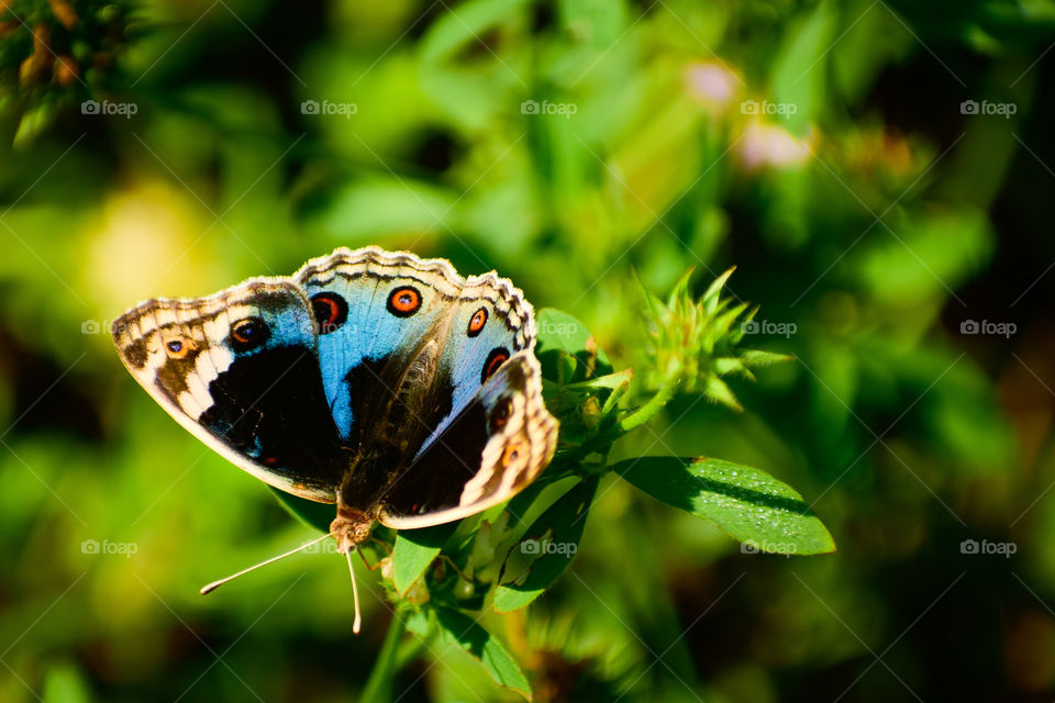 Beautiful blue pansy( junonia orithya) Butterfly sitting on green leaf.
What is something that no one can take away from us?  That valuable thing is knowledge.  The person who has knowledge is respected everywhere.