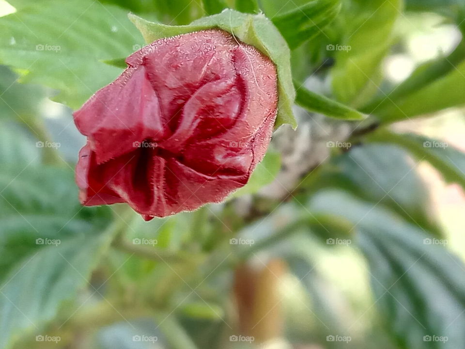 A Hibiscus Bud.