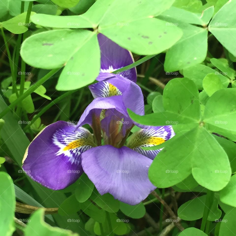 Winter Echoes iris peeking through greenery