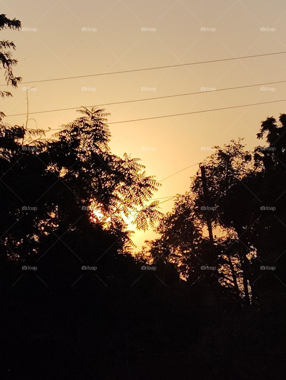 a sunset scene sky yellowish, dark green trees, electric wire all r looks very beautiful
