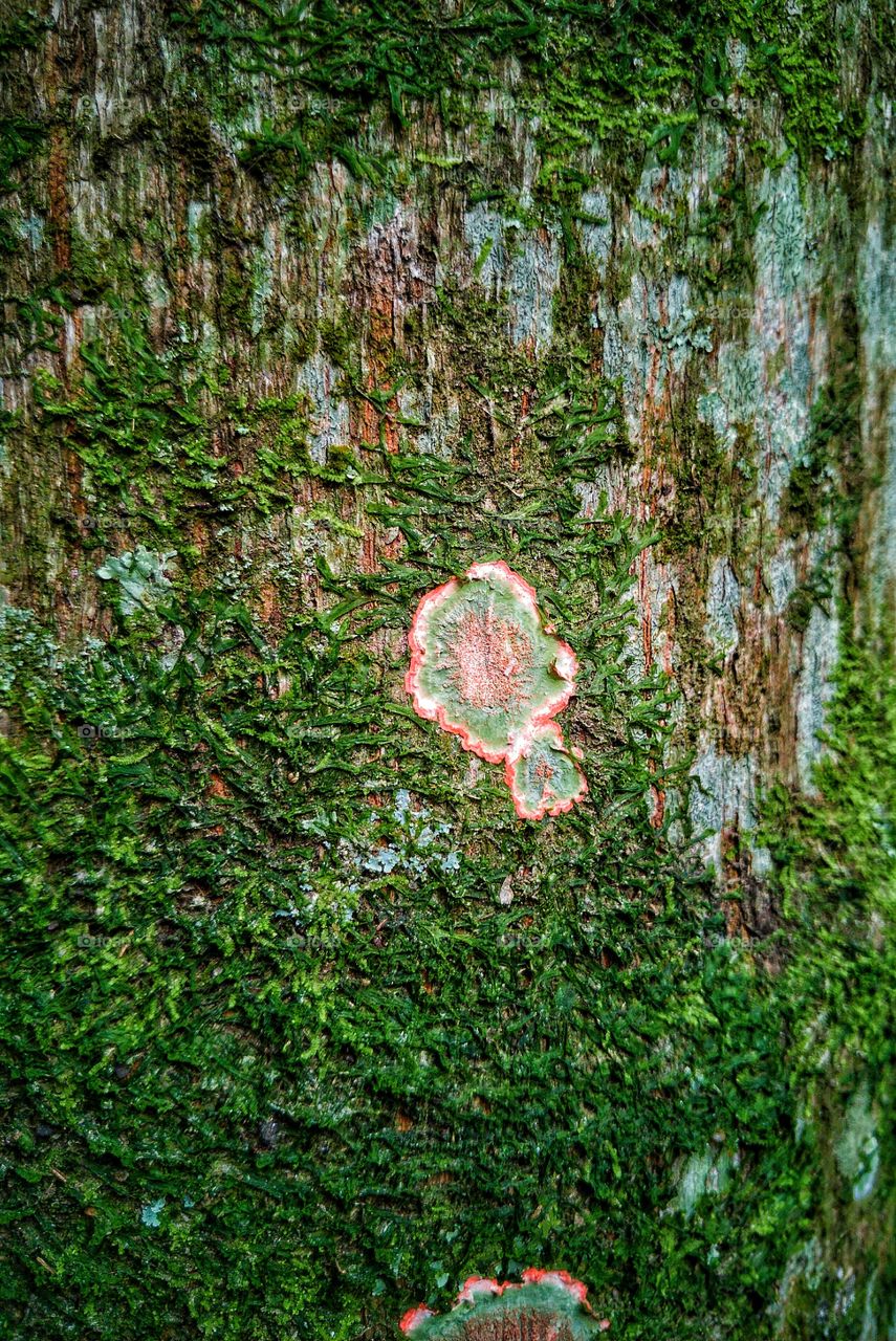 Moss and Wood