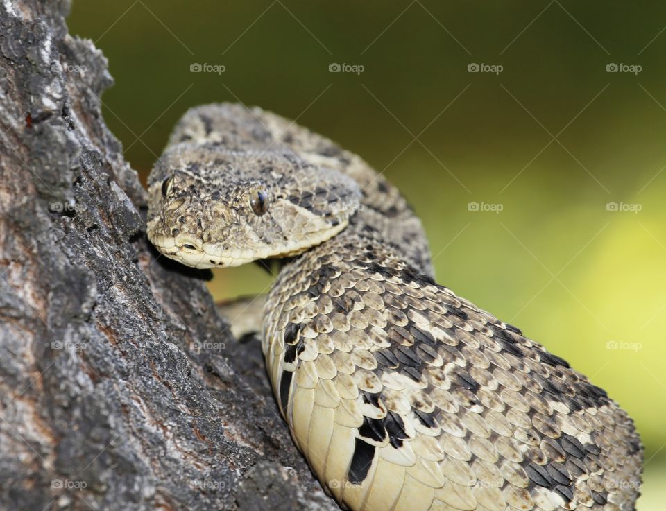 Snake, Reptile, Wildlife, No Person, Nature
