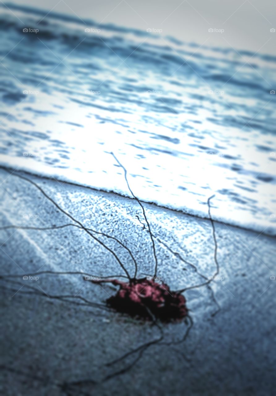 washed up from the sea