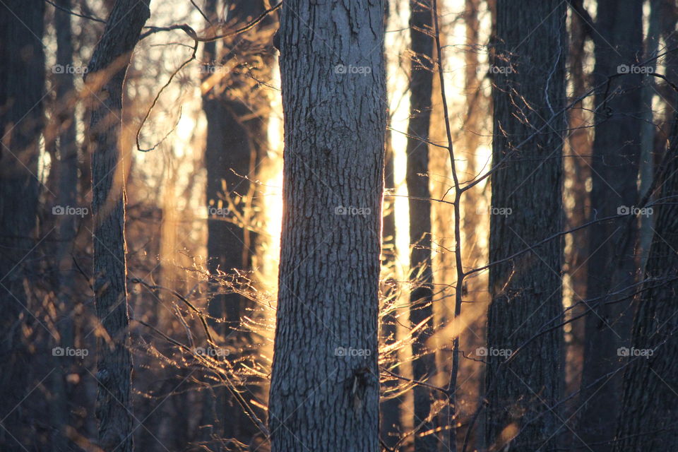 Daybreak, sunrise filters through the woods on a beautiful fall day, lighting up the forest
