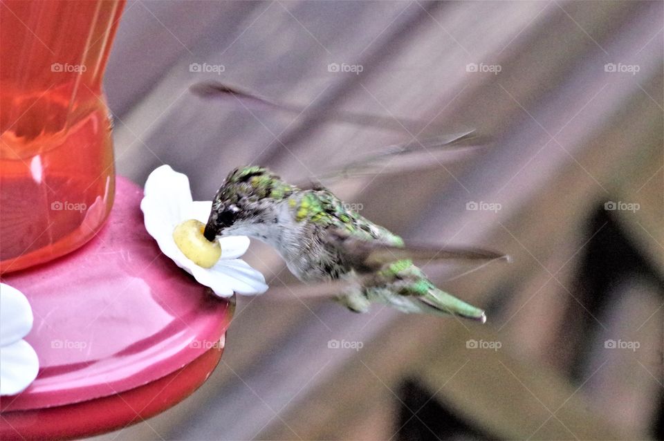 Humming Bird