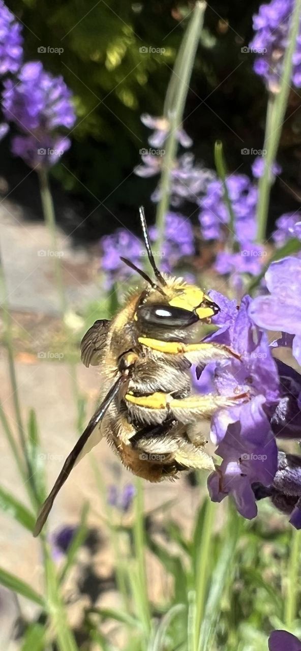 Bee