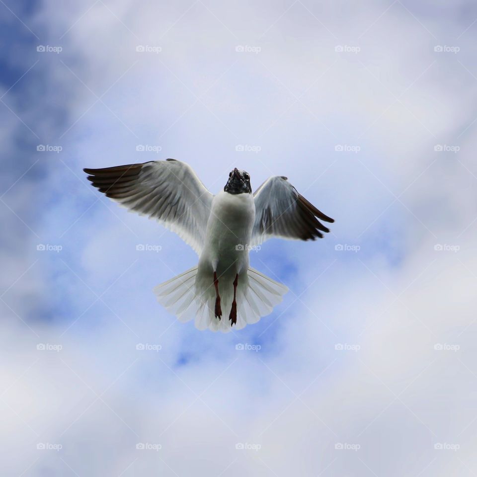 A seagull in flight. Great capture of a seagull flying.
