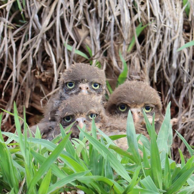 owl cubs