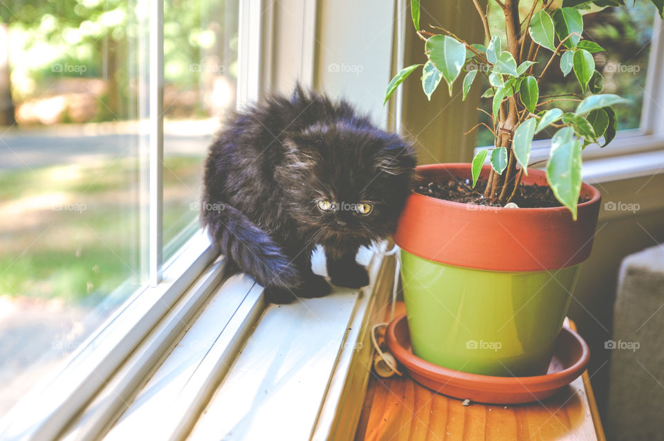 Black Persian Kitten with Gold Eyes in Window 3