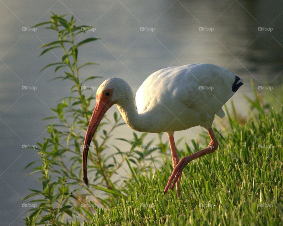 Ibis