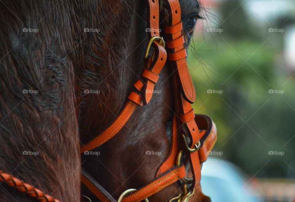 Close-up of horse head