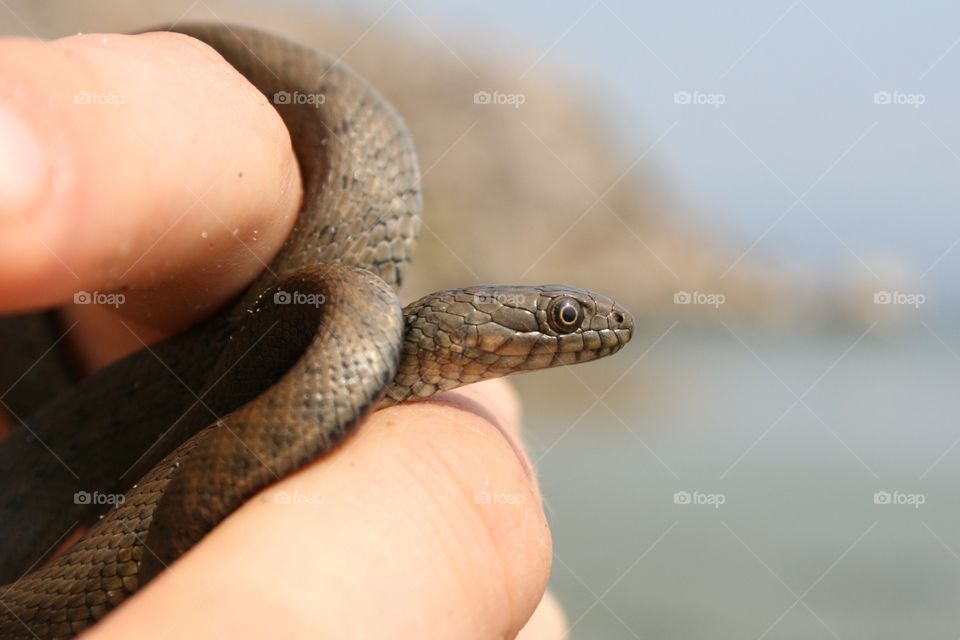 Holding snake 