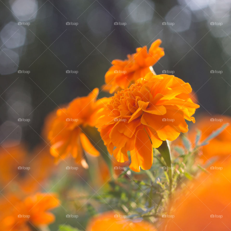 Marigolds