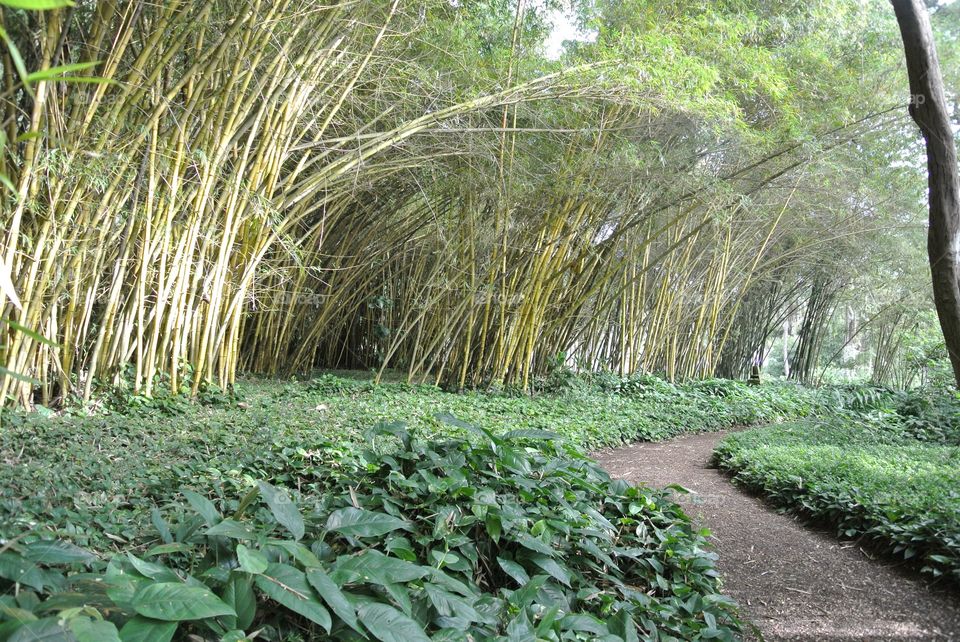 Bamboo edge