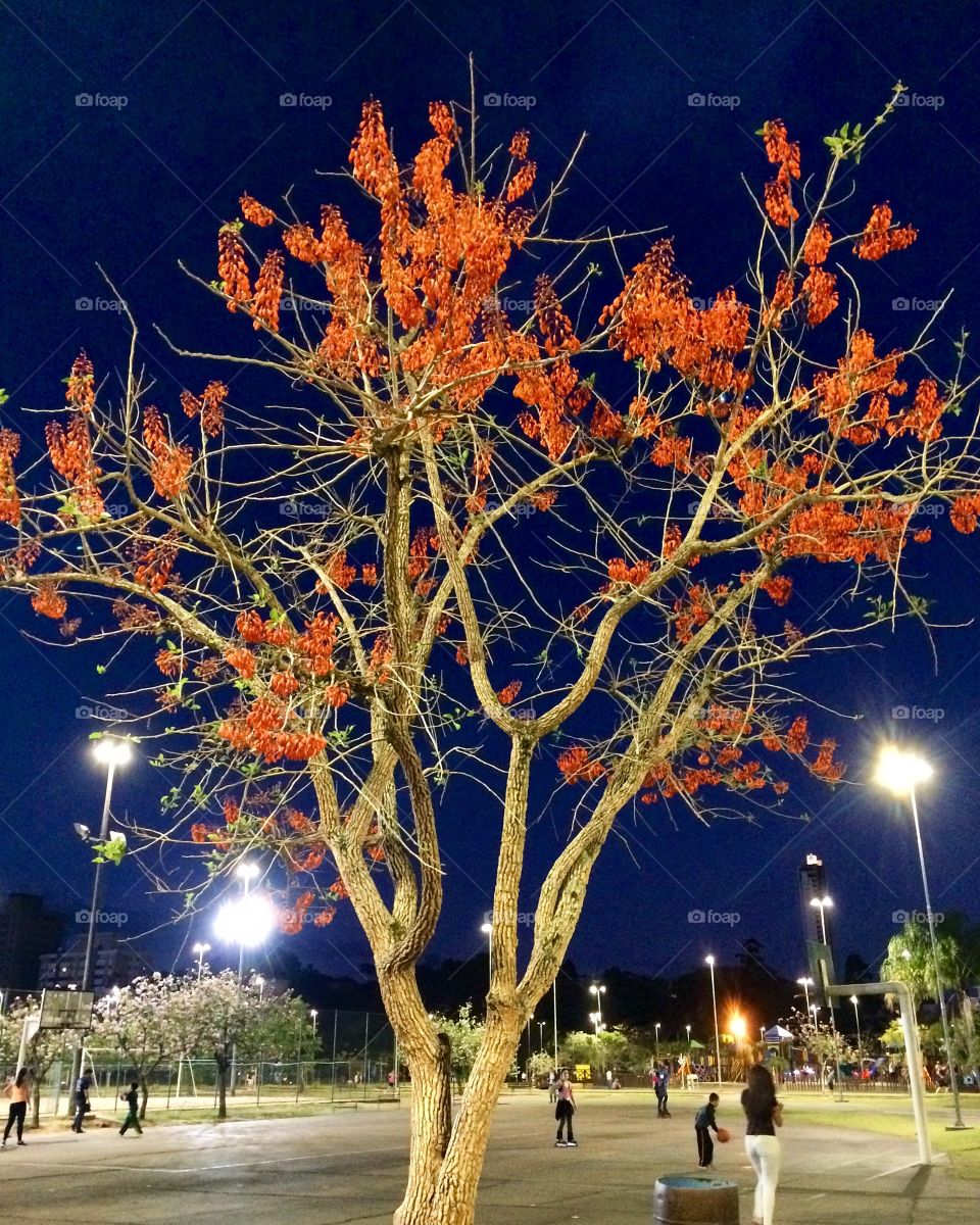 Colorful tree at night