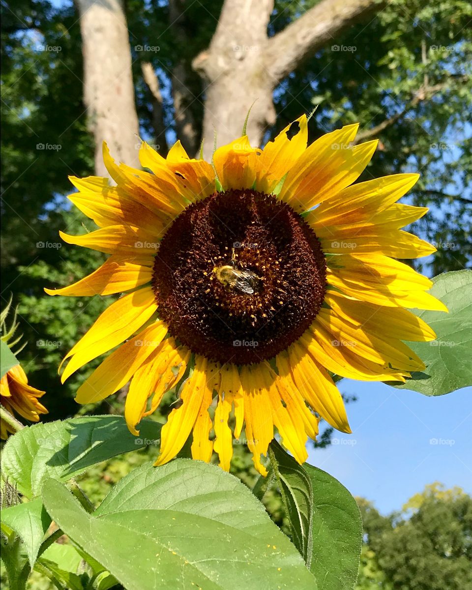 Bee on a sunflower head in bloom 