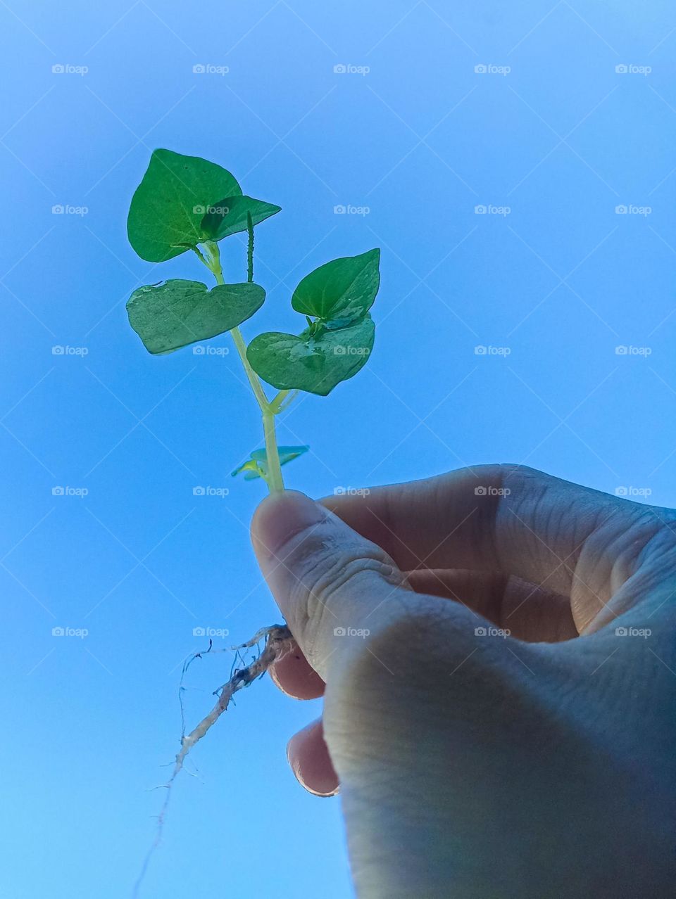 Close-up of a person holding a small plant against a blue sky background. The plant has several healthy green leaves and visible roots in low angle view