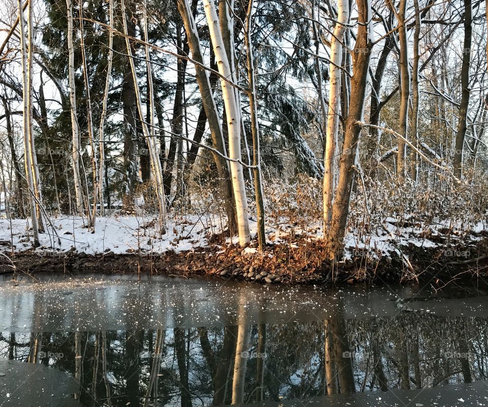 Beautiful winter tree reflection off a pond