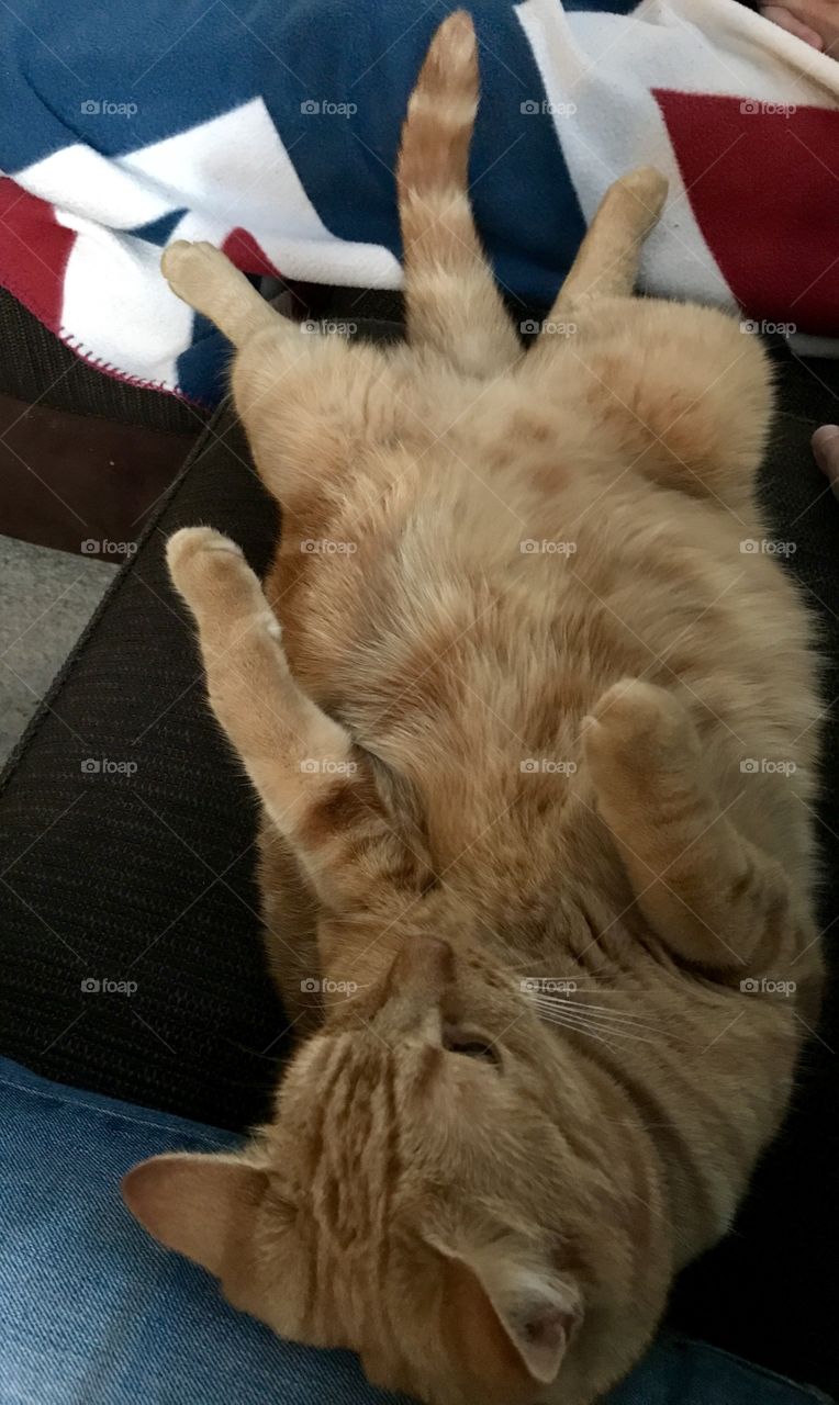 Norweigen ginger cat relaxing on its back on the soffa 