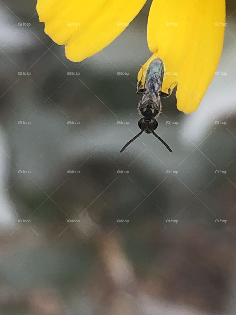 Small bee on a flower pedal