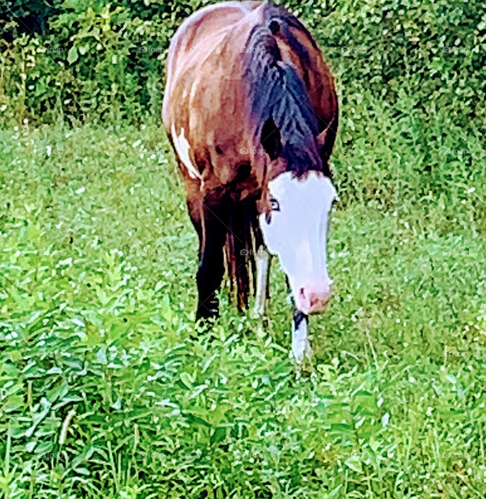 Farm, Grass, Pasture, Animal, Field