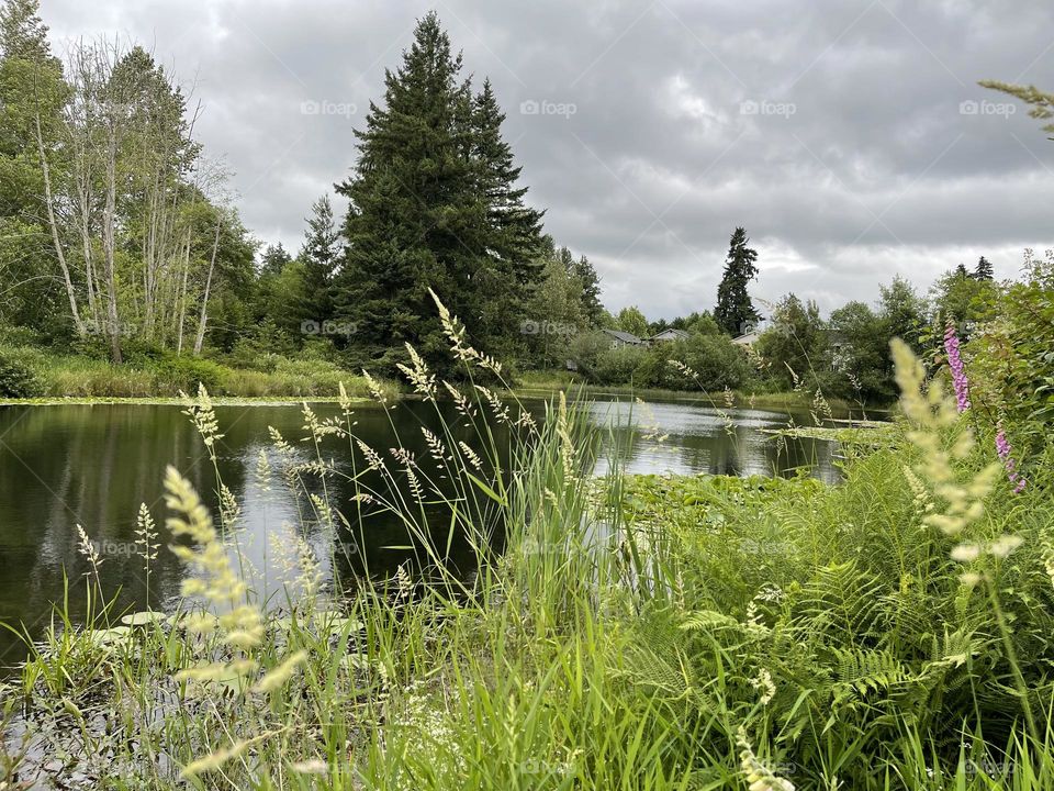 Landscape at cloudy day with pound and forest 