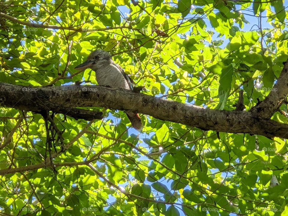 Blue Winged Kookaburra