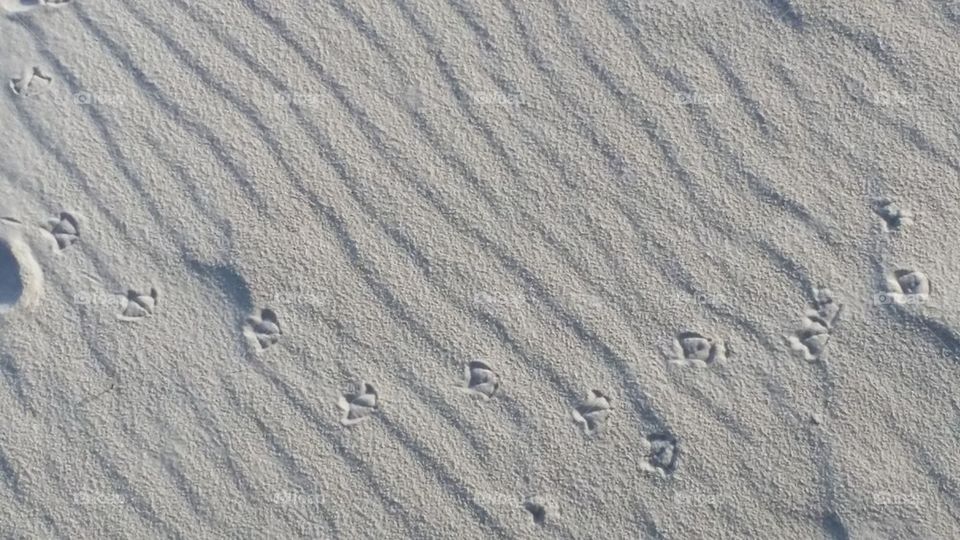 seagull prints in the sand