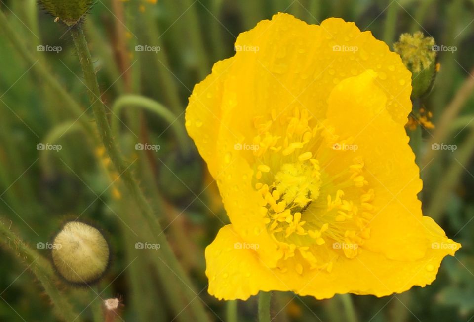 Bright yellow flower has water droplets on the petals and the stigma and anther are in focus.