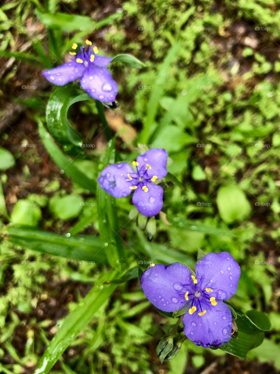 Row of three purple spiderwort blooms after spring rain 