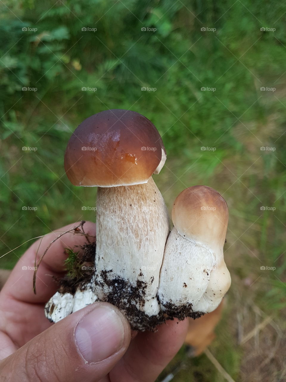 Fungus, Mushroom, Boletus, Fall, Nature