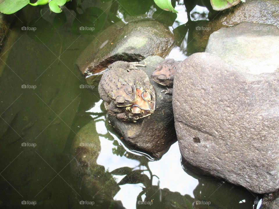 Three frogs on a rock in the middle of a pond