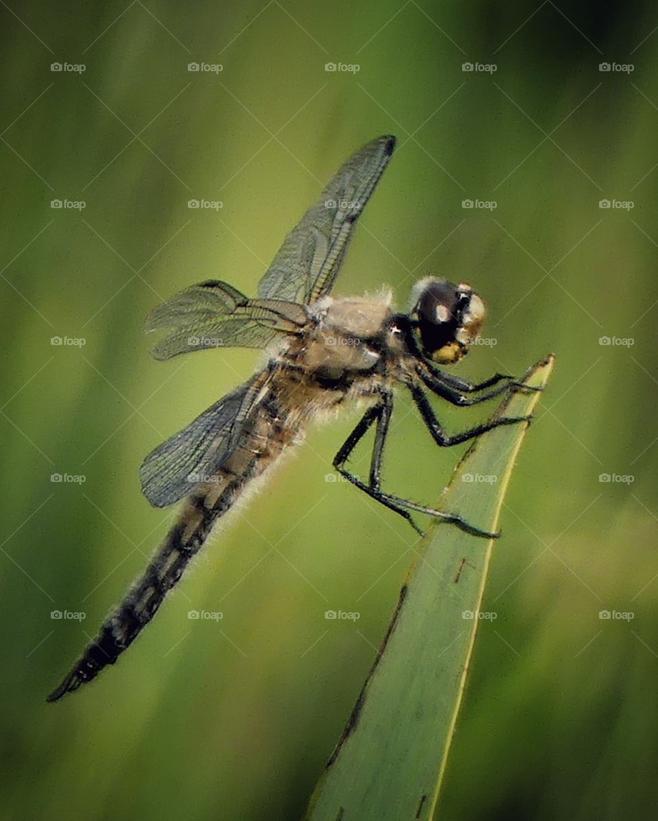 Dragonfly sitting on a leaf