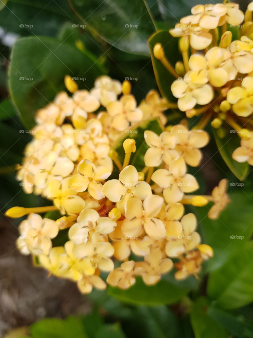 yellow bush flowers