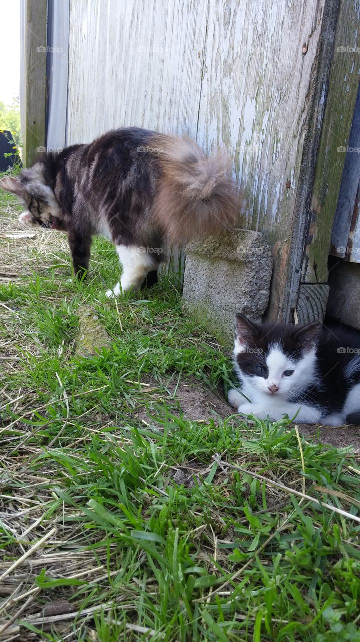 Barn cat momma and kitten