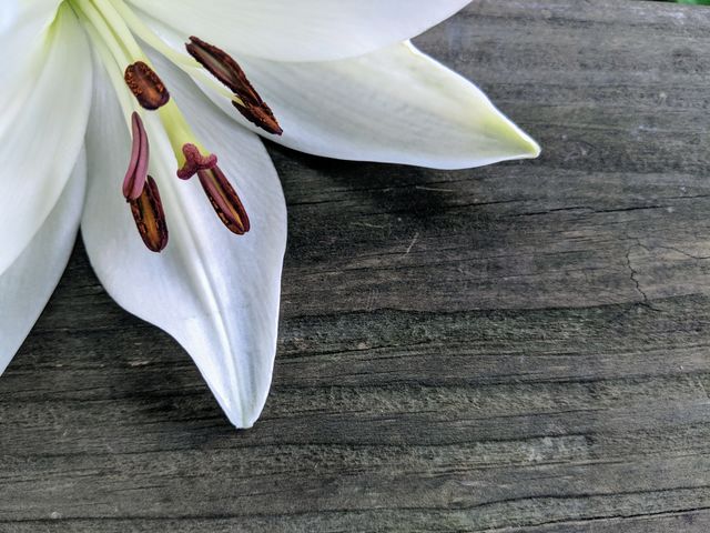 Lily