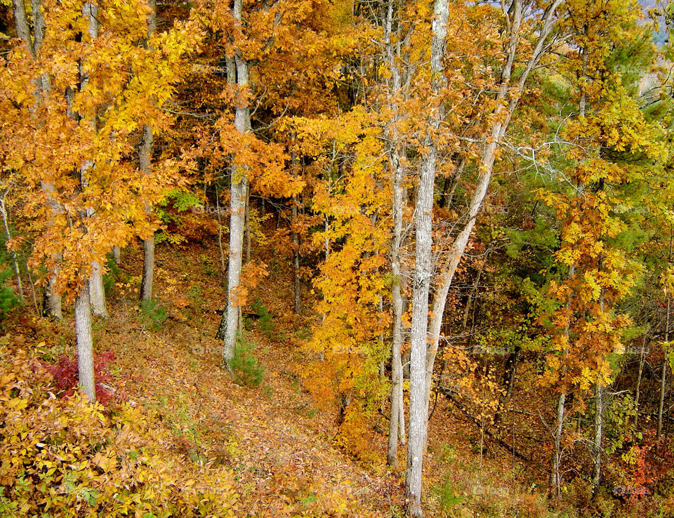 nashville indiana tree trees leaves by refocusphoto