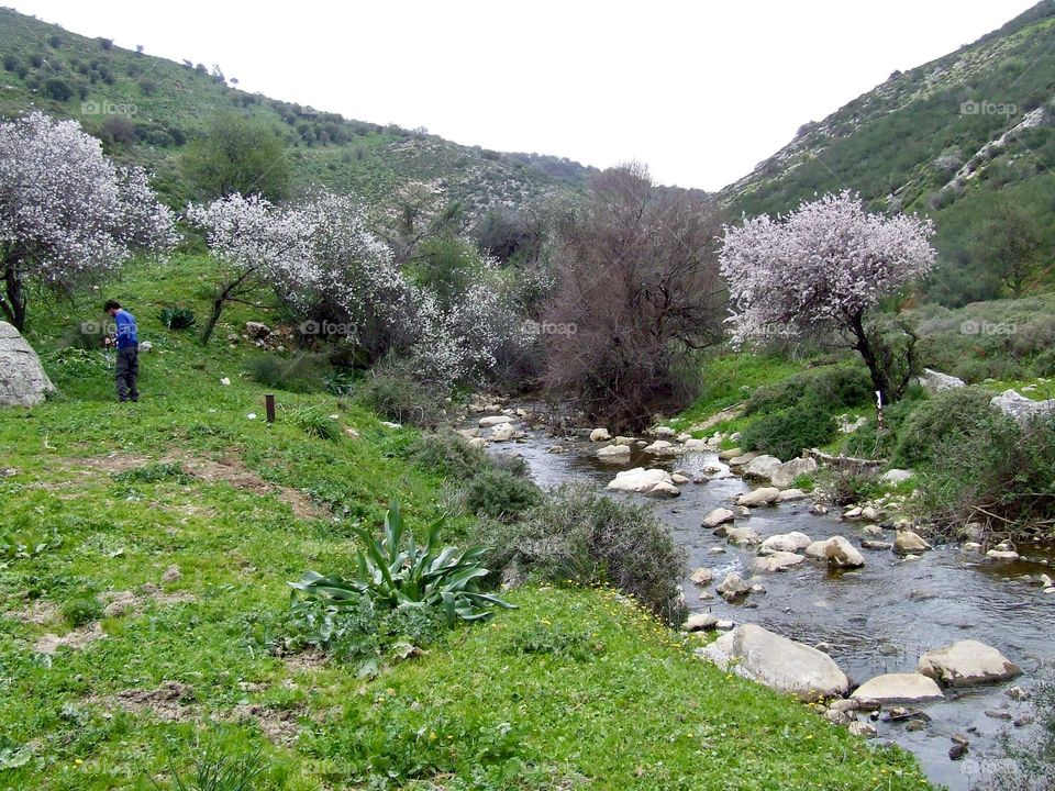 Green hills with blooming almonds trees and water stream 