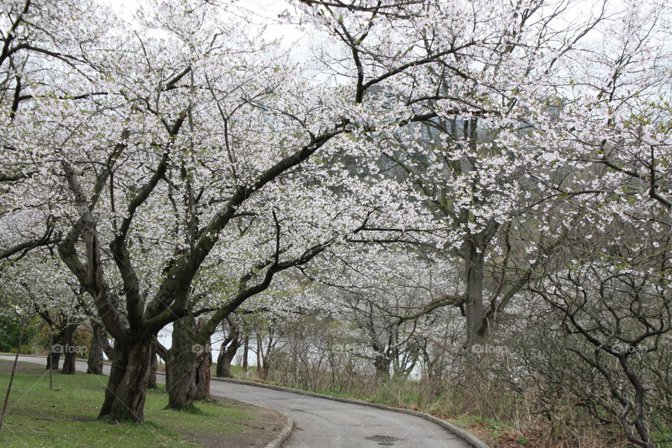 Cherry tree garden in blossom