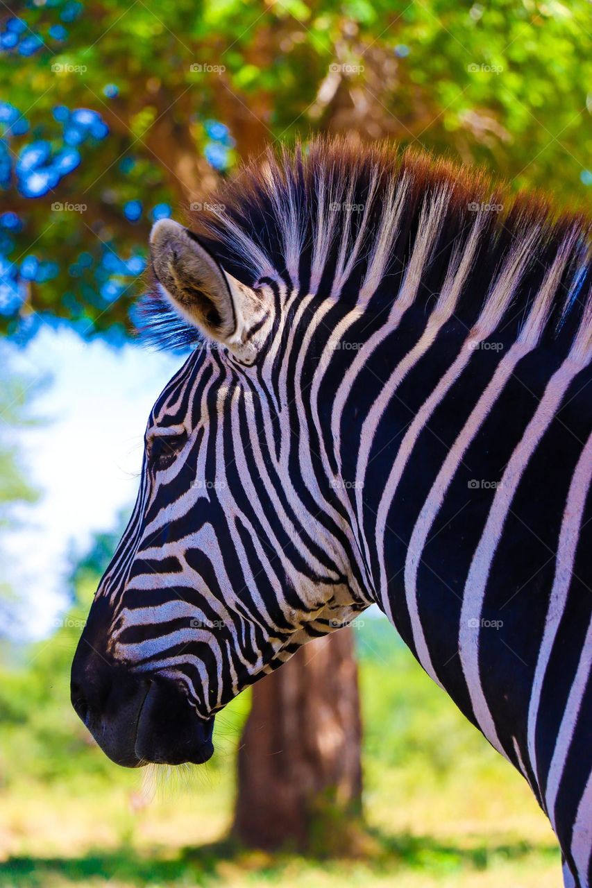 Zebra portrait